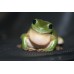 Litoria caerulea - Green tree frogs