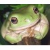 Litoria caerulea - Green tree frogs