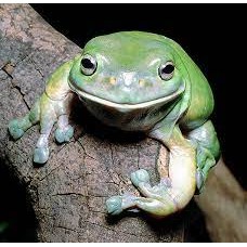 Litoria caerulea - White’s or Green tree frogs