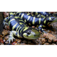 Ambystoma tigrinum - Tiger Salamander