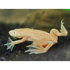 Hymenochirus boettgeri - Dwarf clawed frog - ALBINO