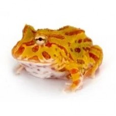 Ceratophrys cranwelli - Pacman frog - Albino