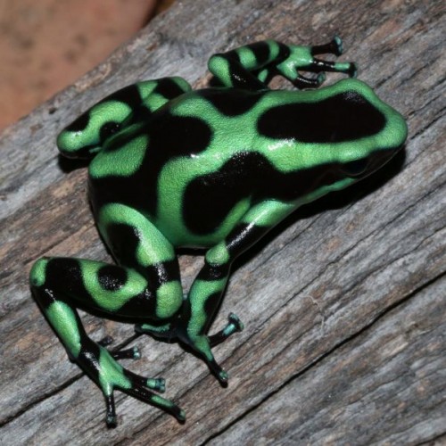 Dendrobates auratus - Green and Black Poison Dart Frog Dendrobates auratus - Green and Black Poison Dart Frog