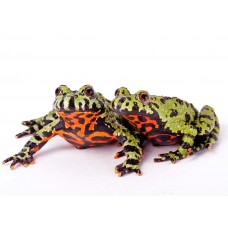 Bombina orientalis - Oriental fire-bellied toad