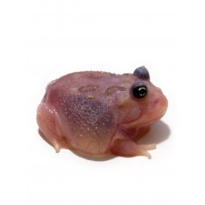 Ceratophrys cranwelli - Pacman frog - Mutant transparent