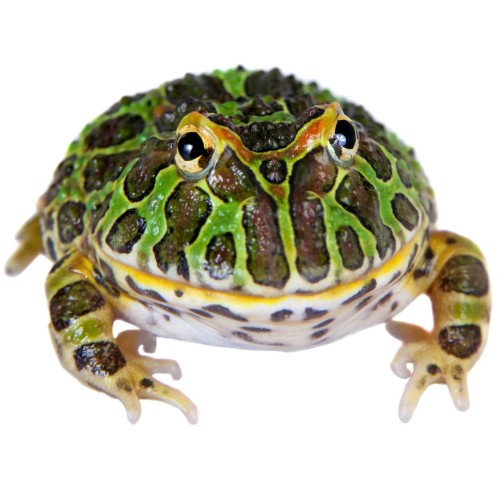 Ceratophrys cranwelli - Pacman frog Ceratophrys cranwelli - Pacman frog