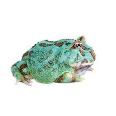 Ceratophrys cranwelli - Pacman frog - Samurai blue