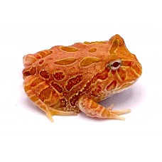 Ceratophrys cranwelli - Pacman frog - Strawberry