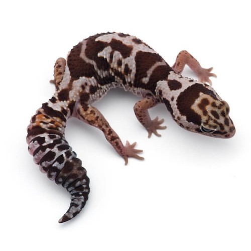 Hemitheconyx caudicinctus - Fat-Tailed Gecko africano Hemitheconyx caudicinctus - Fat-Tailed Gecko africano