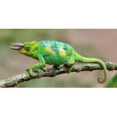 Trioceros jacksonii - Camaleão de Jackson