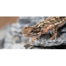 Pogona henrylawsonii - Dragão de Rankin