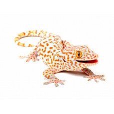 Gekko gecko - Tokay gecko