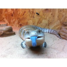 Tiliqua scincoides - Lagarto de lingua azul