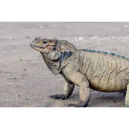 Cyclura cornuta - Iguana Rinoceronte Cyclura cornuta - Iguana Rinoceronte