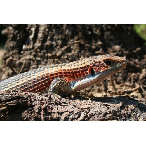 Gerrhosaurus major - Giant Plated Lizard/Sudan Plated Lizard Gerrhosaurus major - Giant Plated Lizard/Sudan Plated Lizard