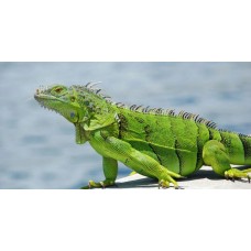 Iguana iguana - Iguana Verde