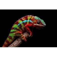 Furcifer pardalis - Panther Chameleon