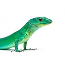 Gastropholis prasina - Green Keel-Bellied Lizard