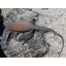 Varanus acanthurus - Red ackie
