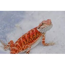 Pogona vitticeps - Dragão barbudo - RED