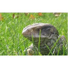 Varanus exanthematicus - Savannah Monitor