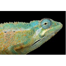 Trioceros ellioti - Camaleão de Elliot