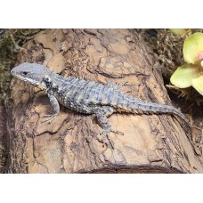 Cordylus tropidosternum - Armadillo Lizard