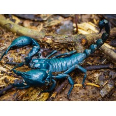 Javanimetrus cyaneus - Asian blue forest scorpion