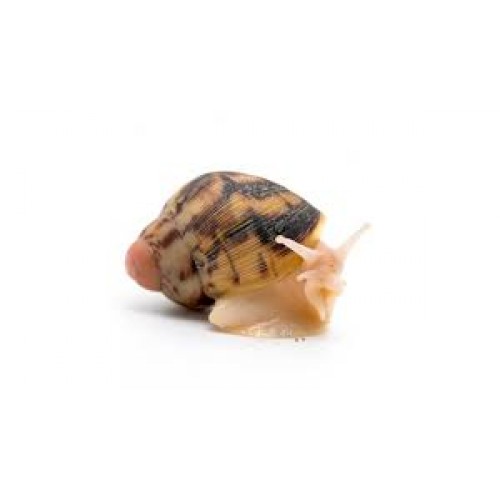 Archachatina marginata egregia - Archachatina marginata egregia LEUCISTIC Archachatina marginata egregia - Archachatina marginata egregia LEUCISTIC