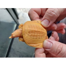 Pelodiscus sinensis - Tartaruga chinesa de casca mole - ALBINA