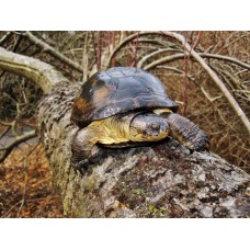 Pelusios castaneus - West African Mud Turtle