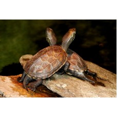 Mauremys reevesii - Tartaruga chinesa de três quilhas