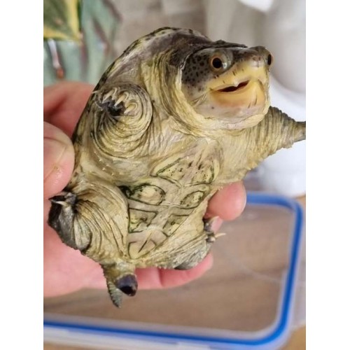 Claudius angustatus - Narrow Bridged Musk Turtle Claudius angustatus - Narrow Bridged Musk Turtle