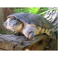 Pelomedusa subrufa - Tartaruga de sorriso africana