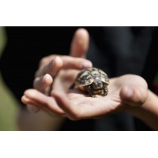 Testudo hermanni - Hermann's tortoise Testudo hermanni - Hermann's tortoise