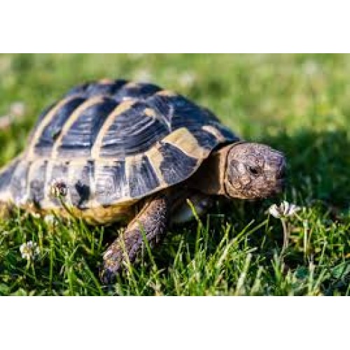 Testudo marginata - Tartaruga Marginata Testudo marginata - Tartaruga Marginata