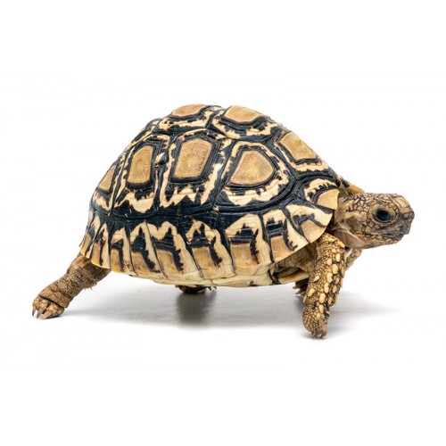 Stigmochelys pardalis - Tartaruga leopardo Stigmochelys pardalis - Tartaruga leopardo