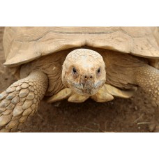 Geochelone sulcata - Sulcata african spurred tortoise
