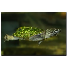 Staurotypus Triporcatus - Tartaruga mexicana gigante almiscarada