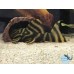 Tocas para peixes de fundo
