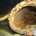 Tocas para peixes de fundo